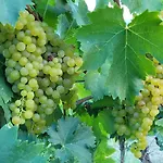 Moscato In Cascina Marenco Langhe Cessole